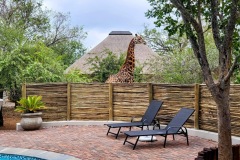 giraffe_pool