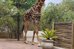 giraffe_pool_large