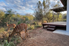 taaibosbushlodge2