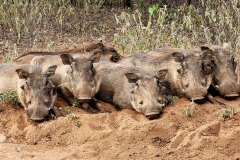 warthogsss