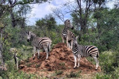zebra